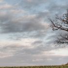 Baum im Januar