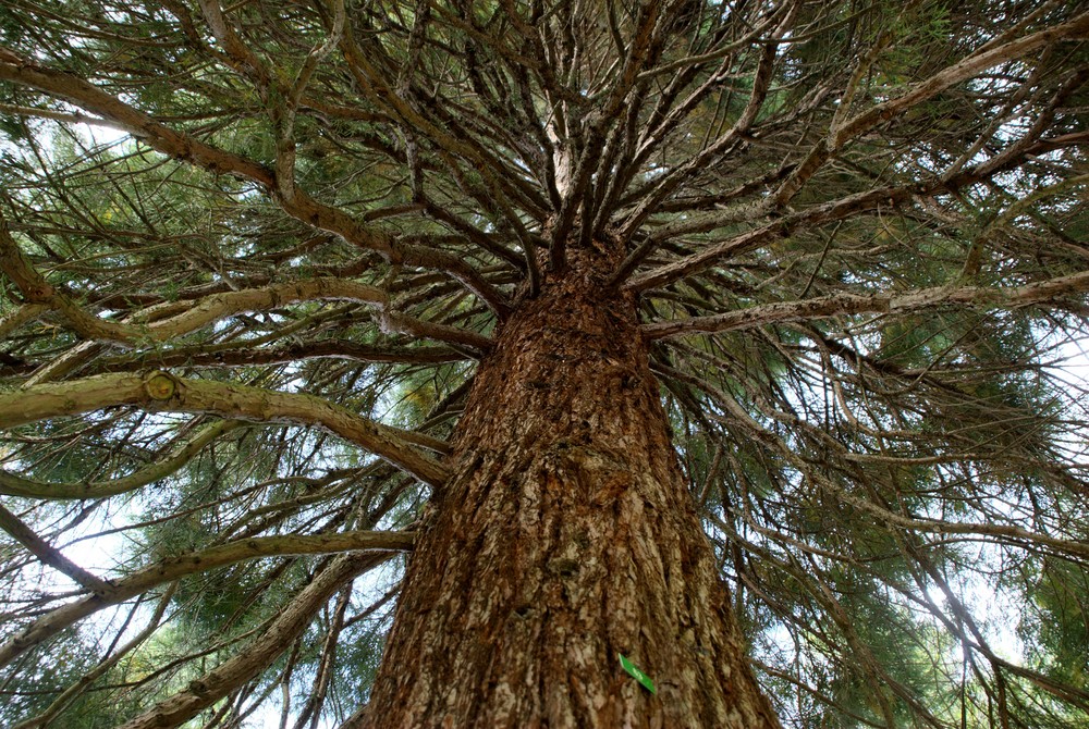 Baum im japanischen Garten Foto & Bild pflanzen, pilze