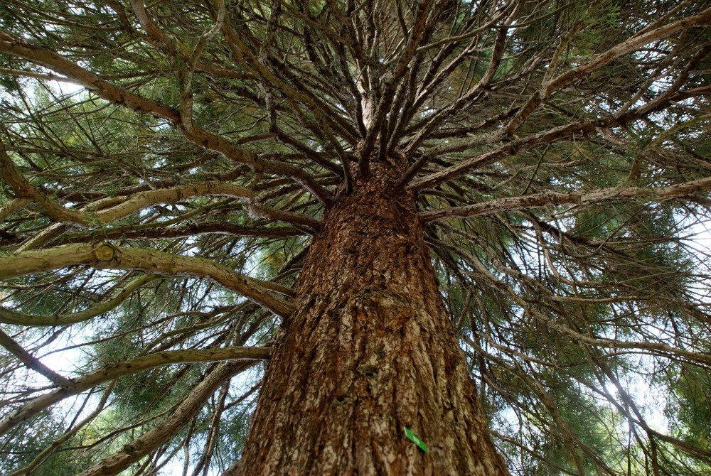 Baum im japanischen Garten