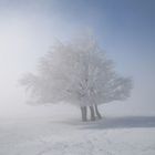 baum im jura