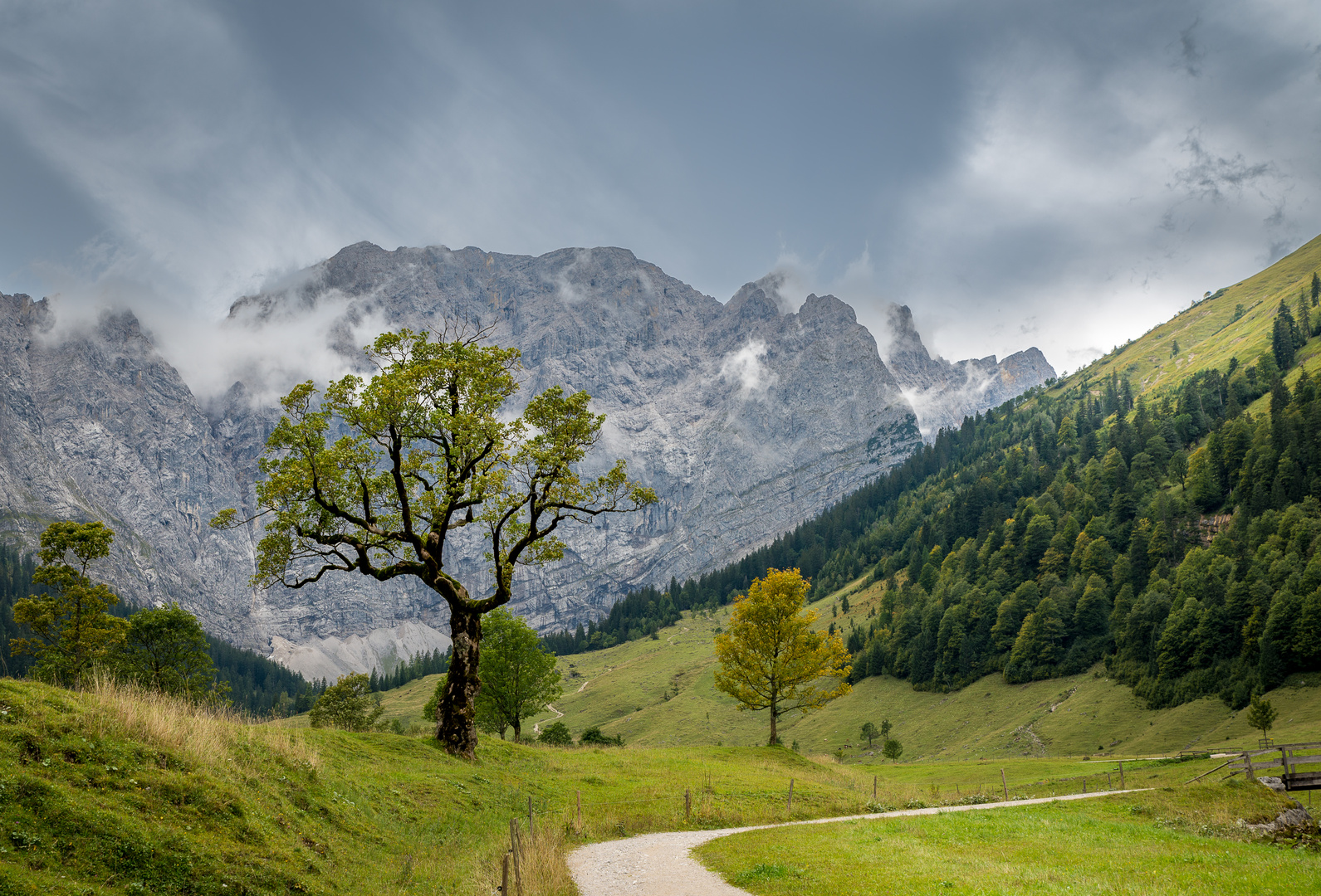 Baum im Karwendel