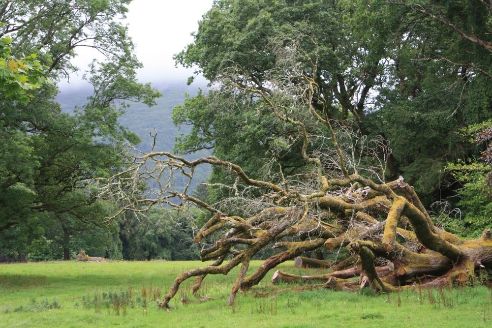 Baum im Killarney N.P.