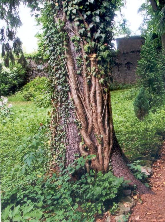 Baum im Klostergarten