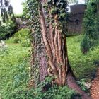 Baum im Klostergarten