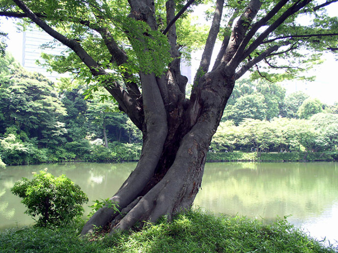 Baum im Koishikawa Korakuen Garten