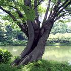 Baum im Koishikawa Korakuen Garten