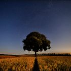 Baum im Kornfeld