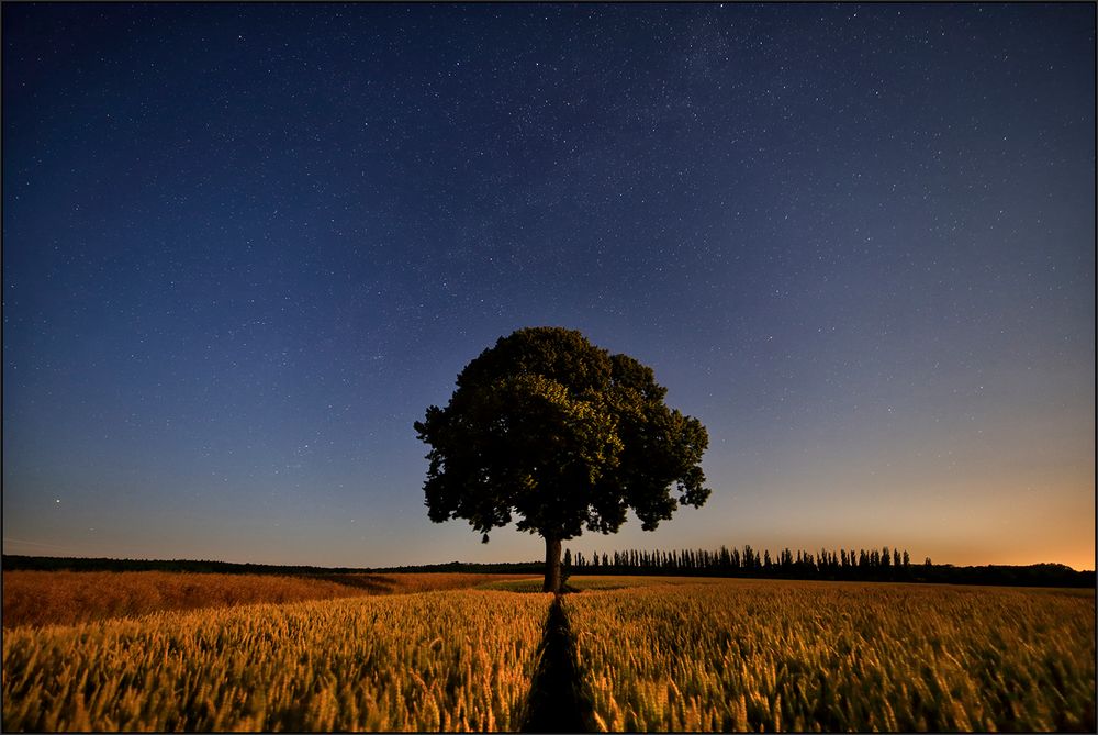 Baum im Kornfeld