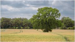 Baum im Kornfeld