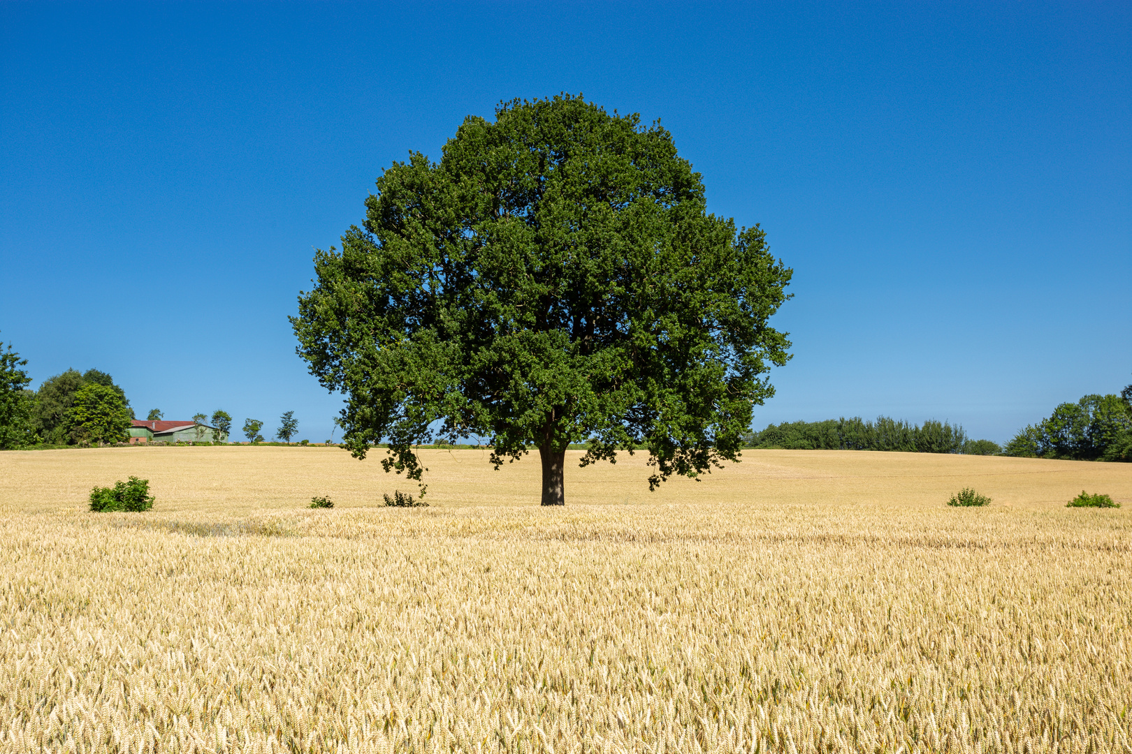 Baum im Kornfeld