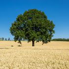 Baum im Kornfeld