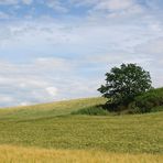 Baum im Kornfeld