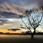 Baum im Lafnitztal