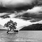 Baum im Lake Wanaka