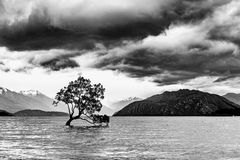 Baum im Lake Wanaka