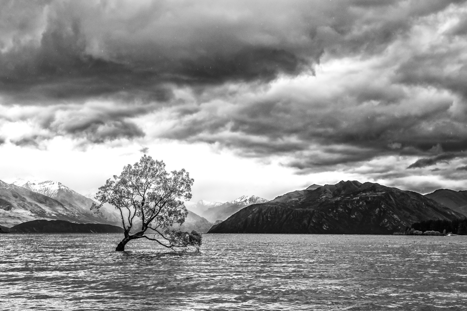 Baum im Lake Wanaka - NZ