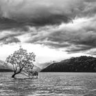 Baum im Lake Wanaka - NZ