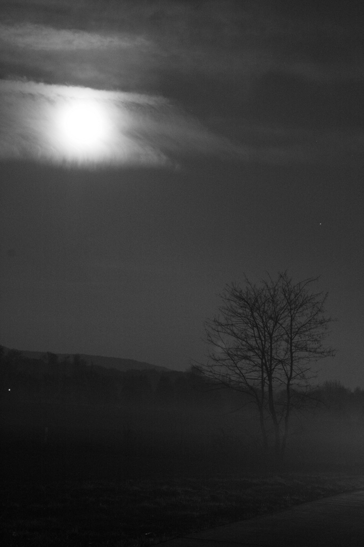 Baum im leichten Nebel