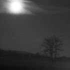 Baum im leichten Nebel