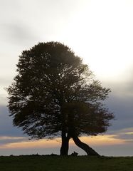 Baum im letzen Sonnenlicht