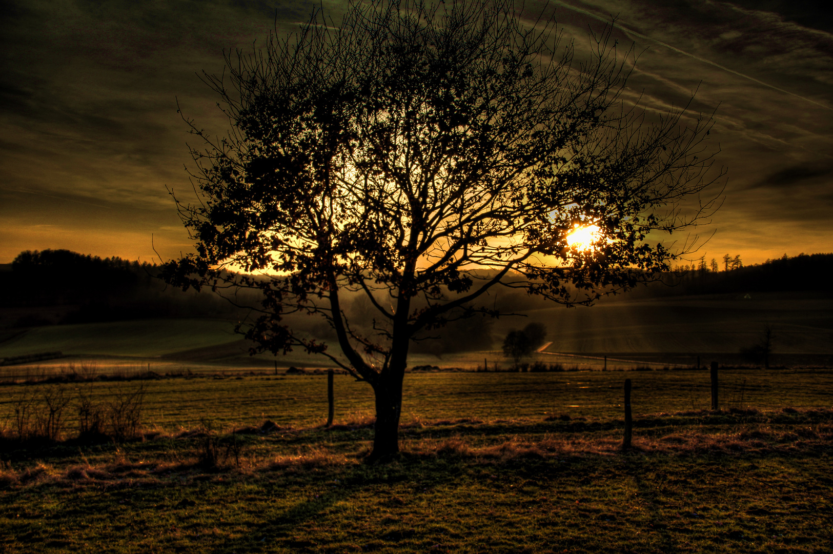 Baum im letzten Licht