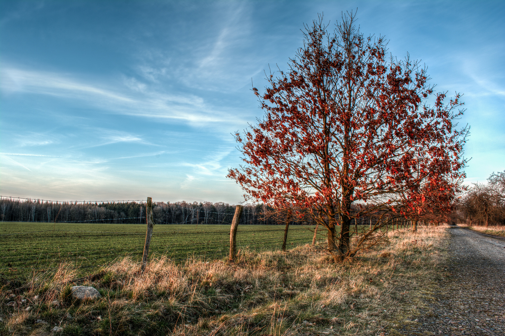 Baum Im Letzten Sonnenlicht