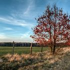 Baum Im Letzten Sonnenlicht