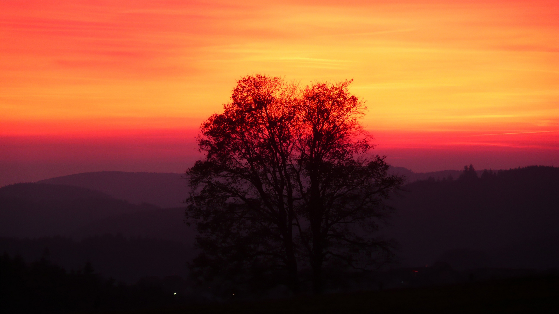 Baum im letzten Sonnenlicht