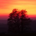 Baum im letzten Sonnenlicht