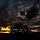 Baum im Licht