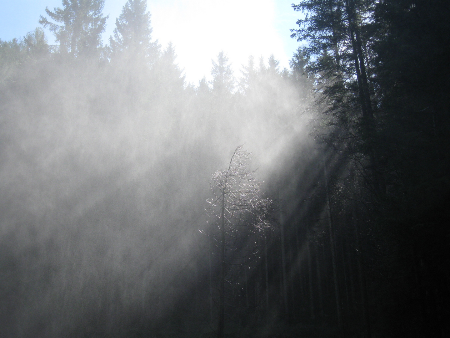 baum im licht