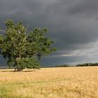 Baum im Licht