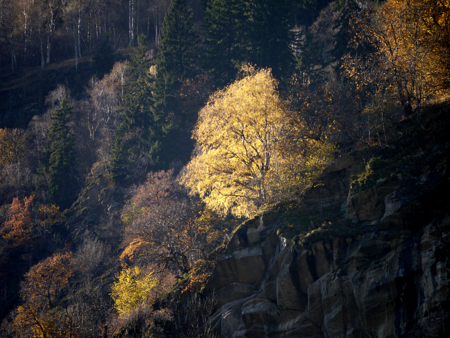 Baum im Licht