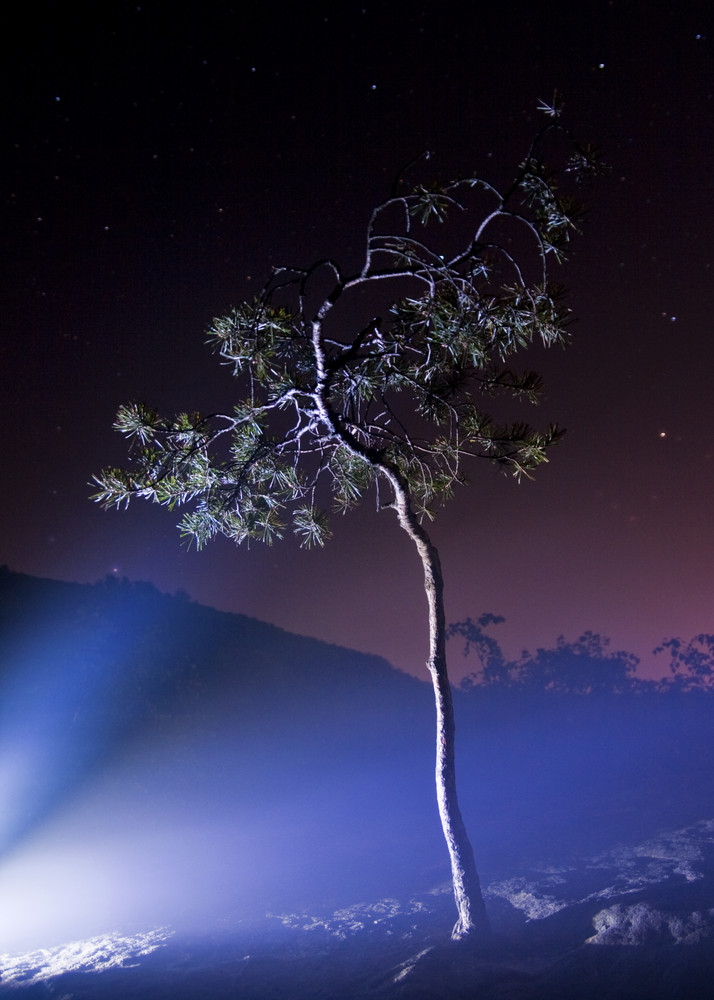 baum im licht