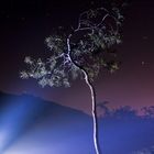 baum im licht