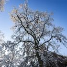 Baum im Licht