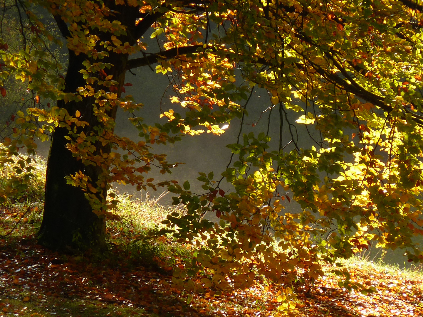 Baum im Licht