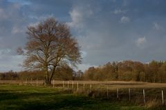 Baum im Licht