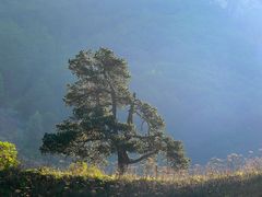 Baum im Licht