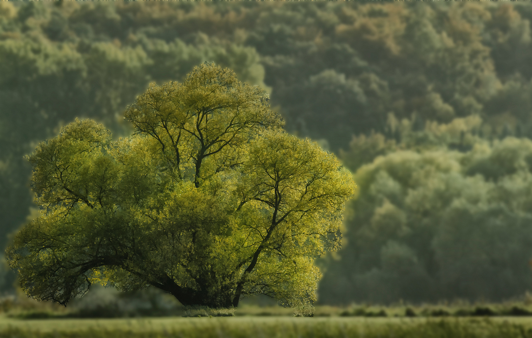 Baum im Licht