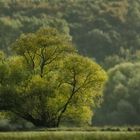 Baum im Licht