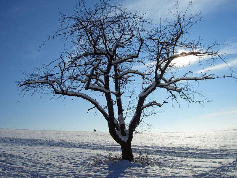 Baum im Licht