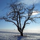 Baum im Licht