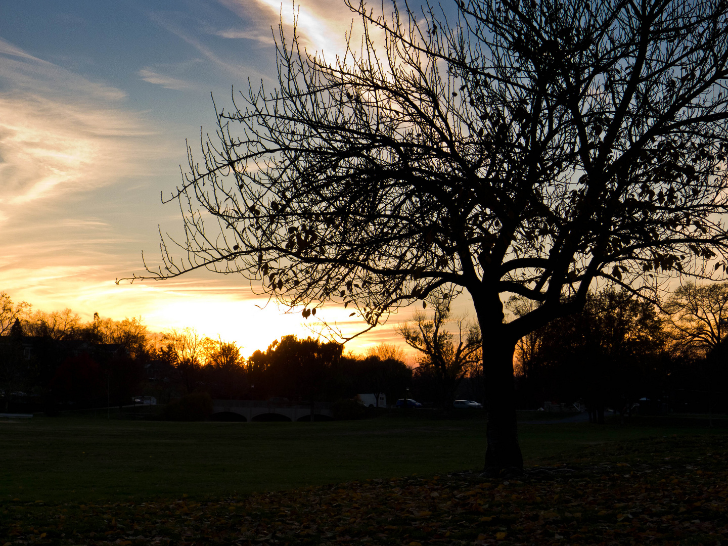 Baum im Licht!