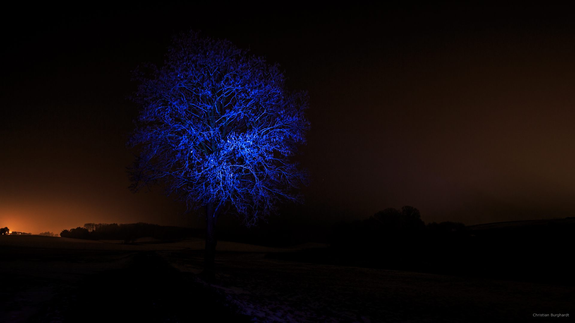 Baum im Licht