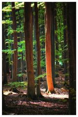 Baum im Licht