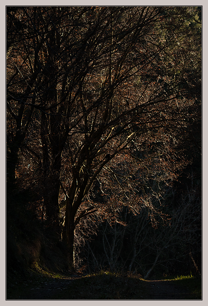 Baum im Licht