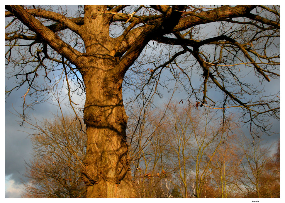 Baum im Licht..