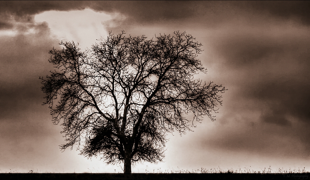 Baum im Licht