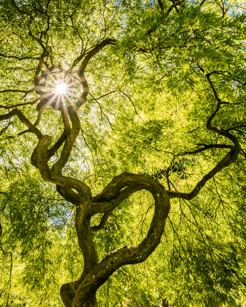 Baum im Licht